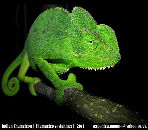 Indian Chameleon (Chamaeleo zeylanicus)