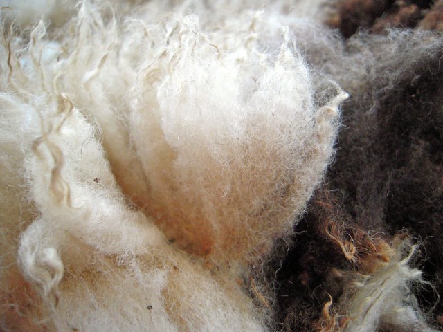 jacob sheep wool fleece locks