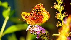 Butterflies   (series)
