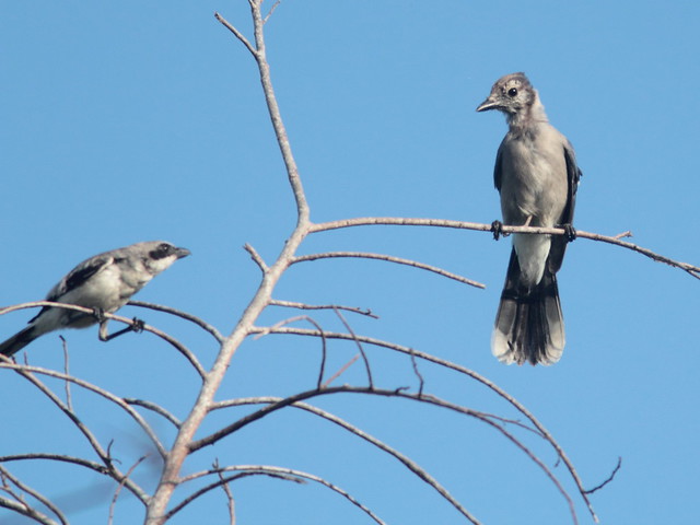 Shrike and Blue Jay 20110730