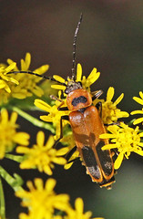 Cantharidae - Soldier Beetles
