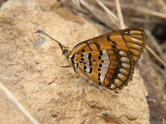 Butterflies of Cape Verde 