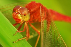 Dragonflies and Damselflies (Odonata)