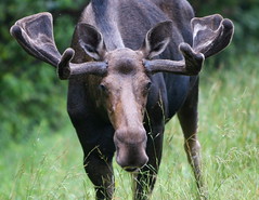 New Hampshire Moose