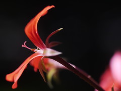 Flower - Geranium