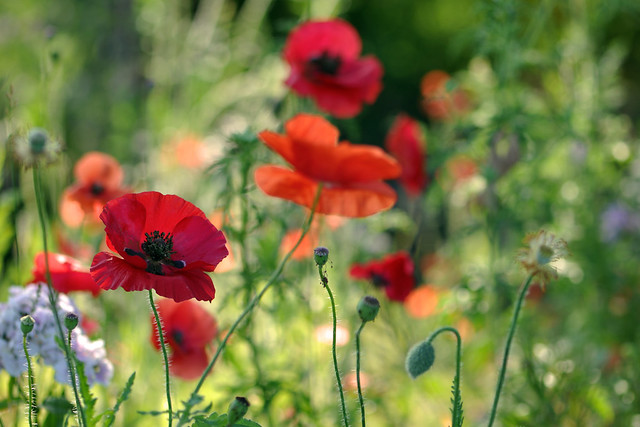 Some poppies and flower bokeh for your Sunday afternoon