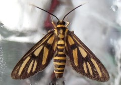 White Antenna Wasp Moth (x2)