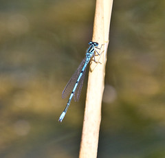 Azure or Common blue Damselflies