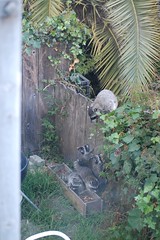 raccoon family