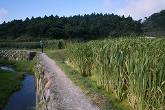 20110723_竹子湖