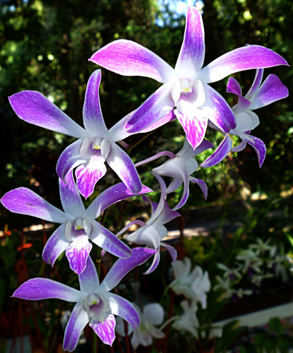 Purple & White Orchids