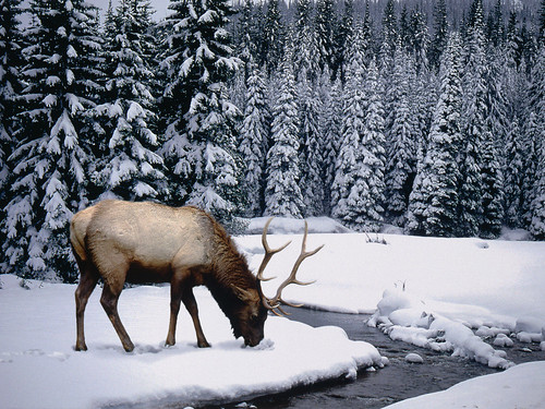無料写真素材|動物|哺乳類|鹿・シカ|アメリカアカシカ・エルク|雪