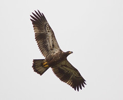 Eagle Release at Mason Neck