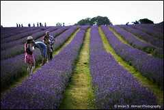 Mayfield Lavender Farm