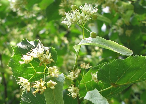 linden tree blossoms
