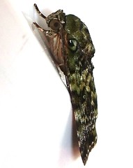 Nolid Moth (Blenina sp.)