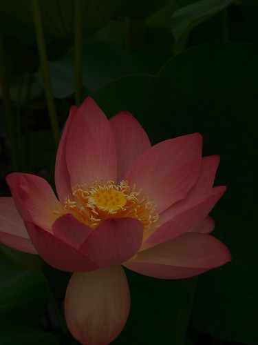 lotus 2011