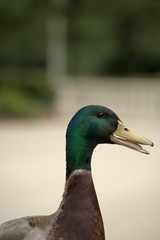 Quack! by mikemol