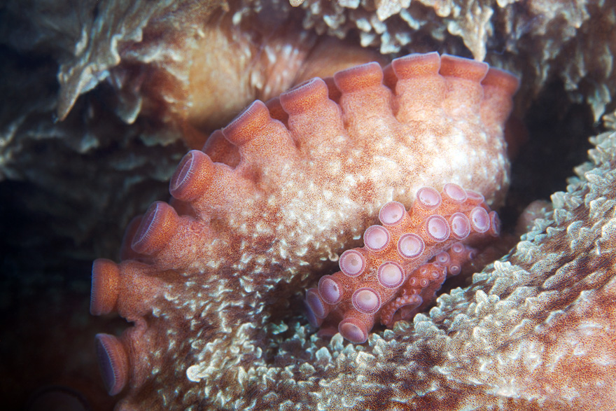 Entoroctopus closeup 3
