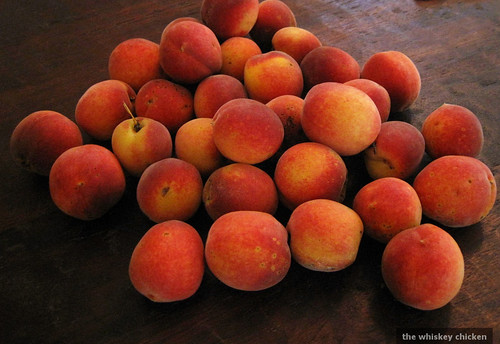 2nd year peach harvest
