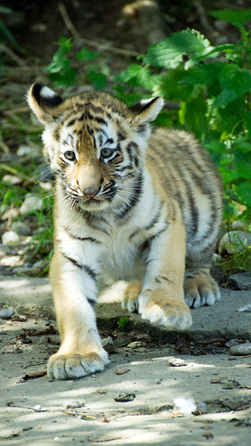 Tiger Baby