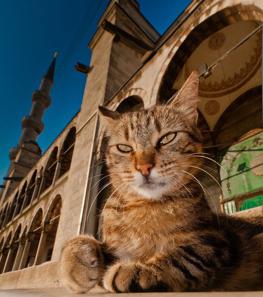 Istanbul mosque cat