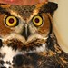 great horned owl (bubo virginianus)