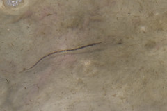 20110710 - Northern Pipe Fish