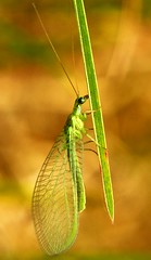 Lacewings, Antlions and Owlflies (Neuroptera)