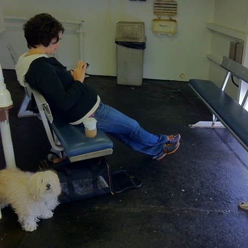 The height of luxury for pet owners on @BCFerries.