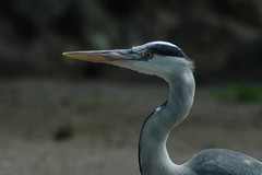 Safaripark: watervogels (blauwe reiger)