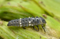 Hippodamia tredecimpunctata larvae