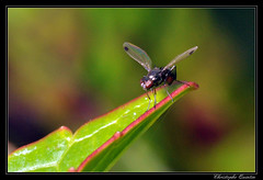 Diptera/Sepsidae