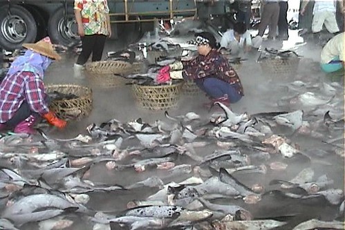 漁民正在將捕獲的魚翅裝籃。（圖片來源：台灣動物社會研究會）