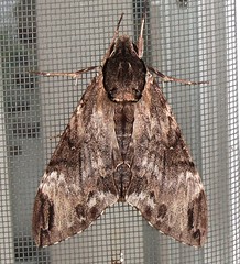 Gray Hawk Moth (x 8)