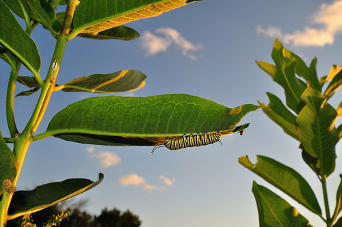 Monarch Caterpillar DSC_3415