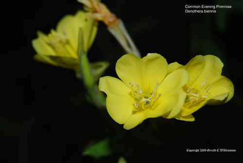 Common Evening Primrose - Oenothera biennis