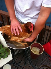 egg bound chicken pictures —mazaletel (Flickr.com)