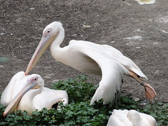Great white pelican / Pélican blanc
