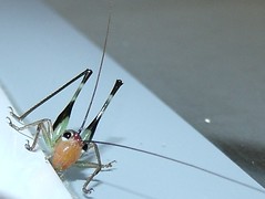 Katydid (bush-cricket) nymph (A)