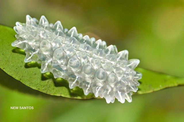 Windwing - Crystal Caterpillar