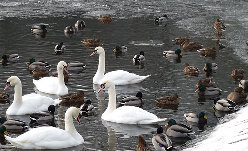 Some swans, some ducks and a little ice