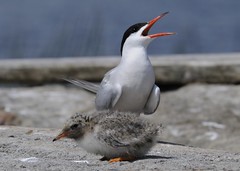 Common Tern - Sterna hirundo