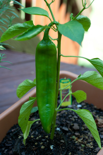 Stupid Plant just made one Chili