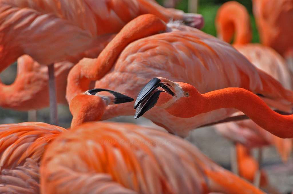Red Flamingo 大火烈鳥