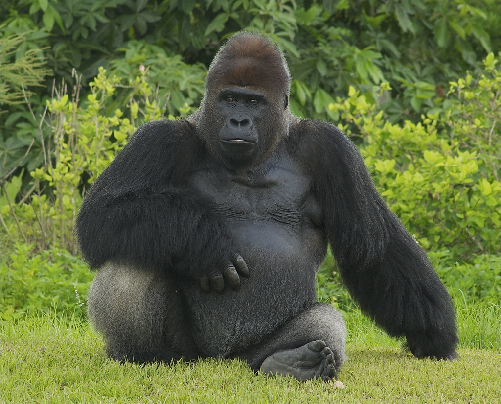 Картинки по запросу горилла фото