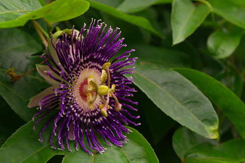 Passion Fruit Flower ( Passiflora incarnata)
