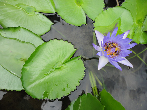 Thailand Bangkok 1 water lily