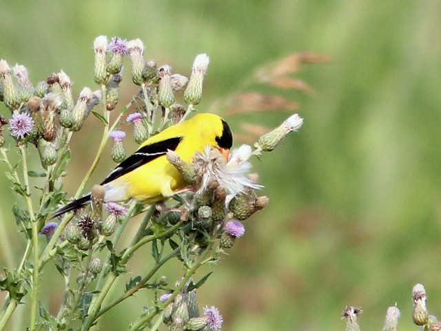 American Goldfinch and thistles 20110707