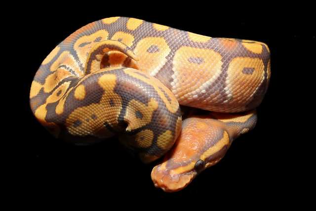 Caramel Glow Ball Python